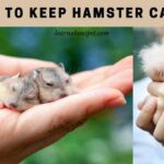How To Keep Hamster Calm? 13 Cool Ways To Calm Hamster