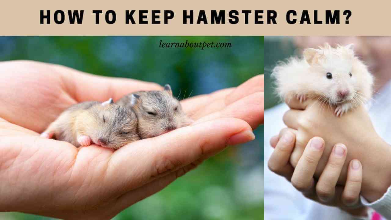 How To Keep Hamster Calm? 13 Cool Ways To Calm Hamster