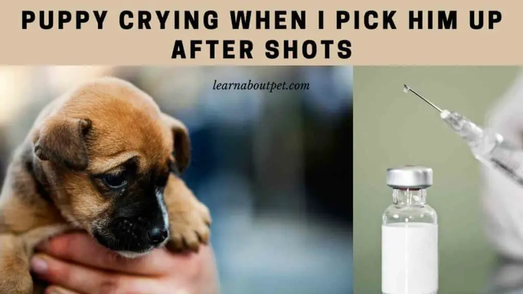 puppy-crying-when-i-pick-him-up-after-shots-7-menacing-symptoms