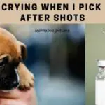 Puppy Crying When I Pick Him Up After Shots : 7 Menacing Symptoms
