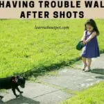 Dog Having Trouble Walking After Shots : 6 Menacing Symptoms