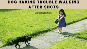 Dog having trouble walking after shots
