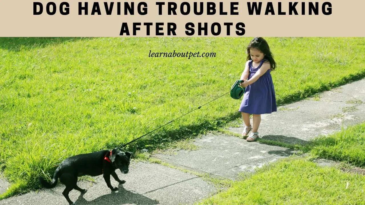 Dog having trouble walking after shots