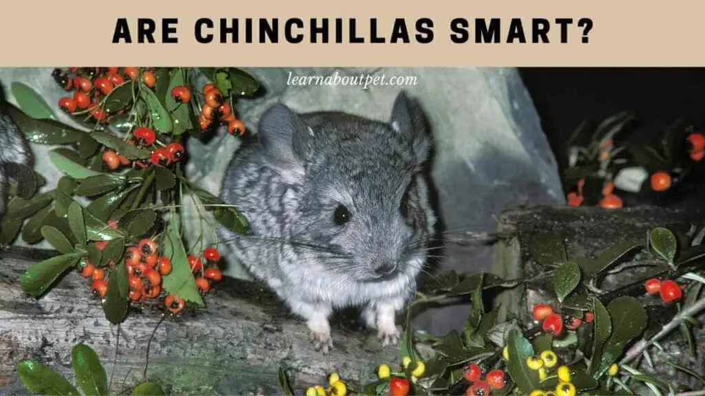 Are chinchillas smart