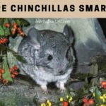 Are Chinchillas smart