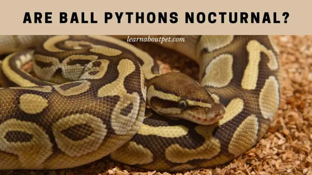 Are ball pythons nocturnal