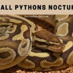 Are Ball Pythons Nocturnal? 7 Interesting Sleep Facts