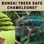 Are Bonsai Trees Safe For Chameleons?