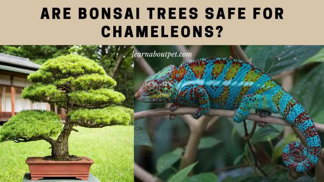 Are Bonsai Trees Safe For Chameleons? 2022