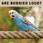 Are Budgies Loud? Are Budgies Loud At Night? (9 Cool Facts)
