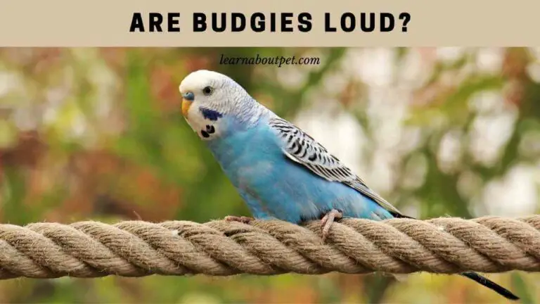 Are Budgies Loud Are Budgies Loud At Night 9 Cool Facts 