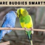 Are budgies smart