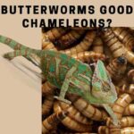 Are Butterworms Good For Chameleons? 7 Important Facts