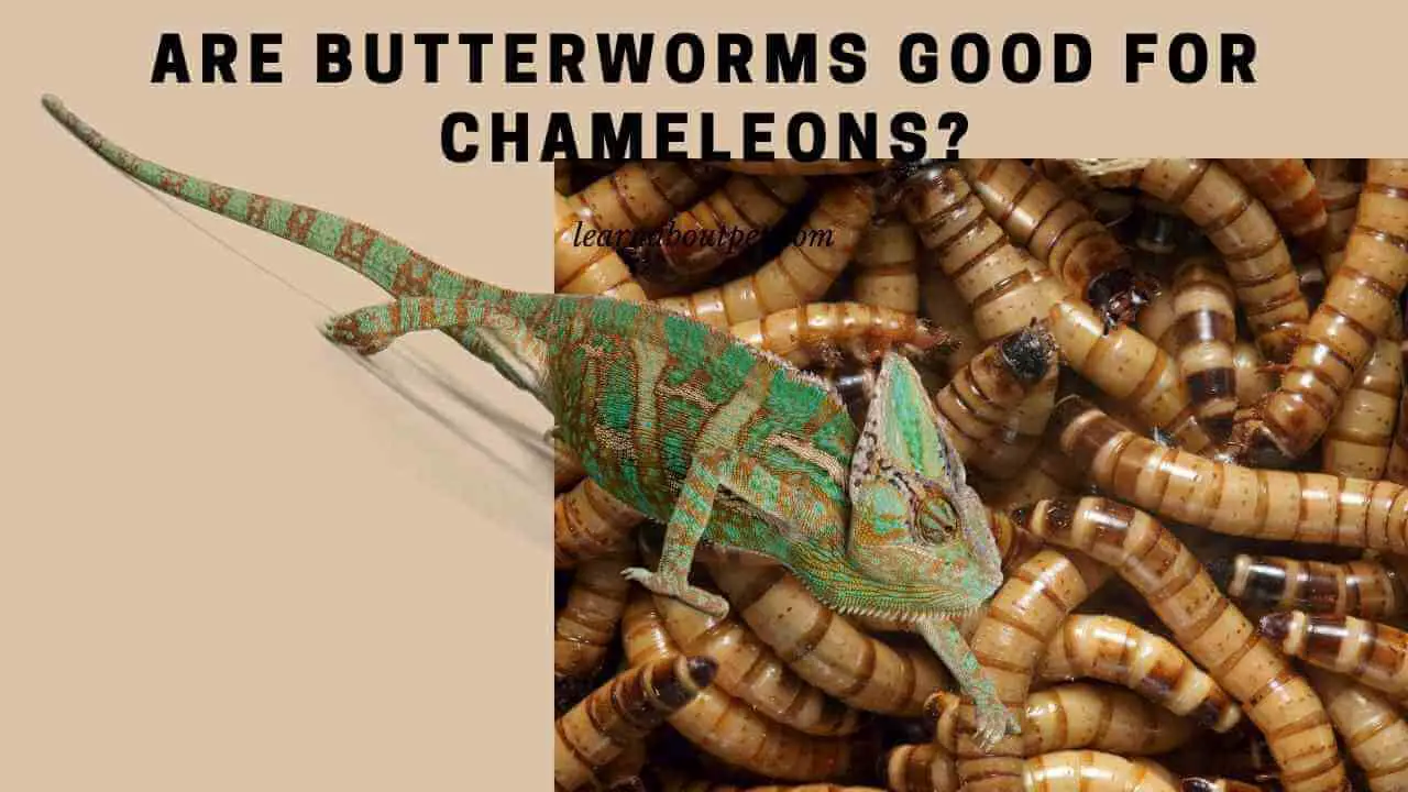 Are Butterworms Good For Chameleons? 7 Important Facts 2024