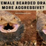 Are Female Bearded Dragons More Aggressive? 7 Aggression Signs Are female bearded dragons more aggressive