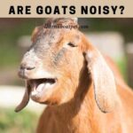 Are Goats Noisy? Do Goats Make Noise? (7 Clear Facts)