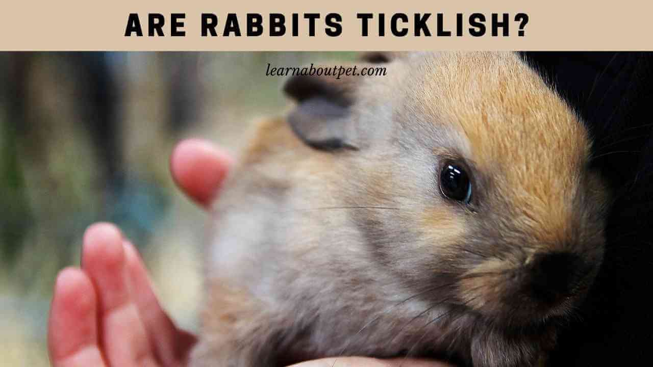 Are Rabbits Ticklish? (7 Interesting Facts) 2023