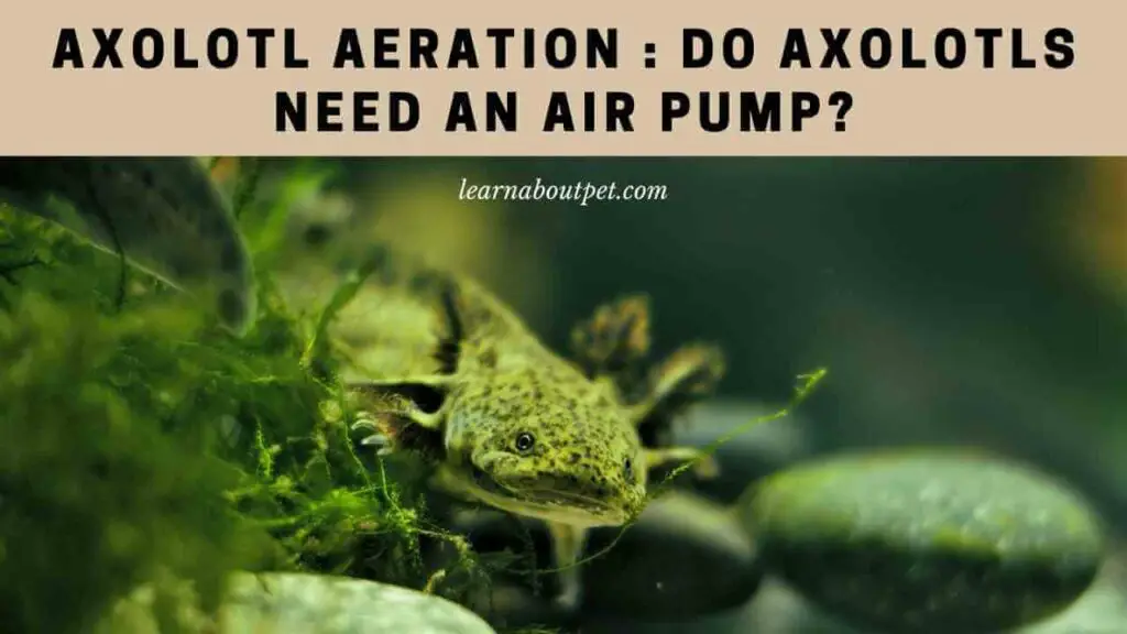 Axolotl aeration - do axolotls need an air pump
