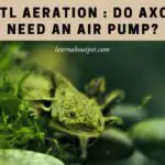 Axolotl Aeration : Do Axolotls Need an Air Pump? 7 Cool Facts