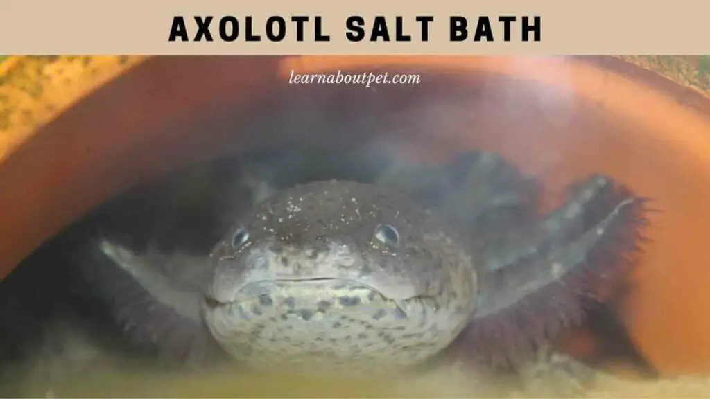 Axolotl Salt Bath : How To Give An Axolotl A Salt Bath? 7 Cool Facts