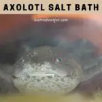 Axolotl Salt Bath : How To Give An Axolotl A Salt Bath? 7 Cool Facts