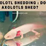 Axolotl Shedding : Do Axolotls Shed? 5 Important Factors