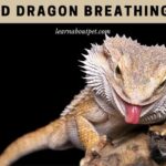 Bearded Dragon Breathing Heavy : (9 Clear Reasons)