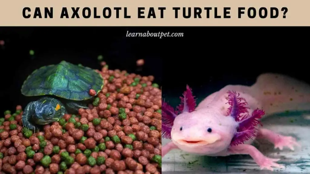 Can axolotl eat turtle food