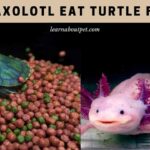 Can Axolotl Eat Turtle Food? (9 Interesting Facts) Can Axolotl Eat Turtle Food