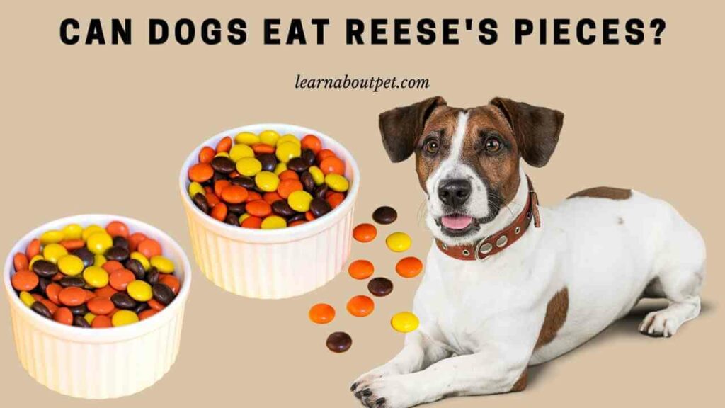Can dogs eat reese's pieces