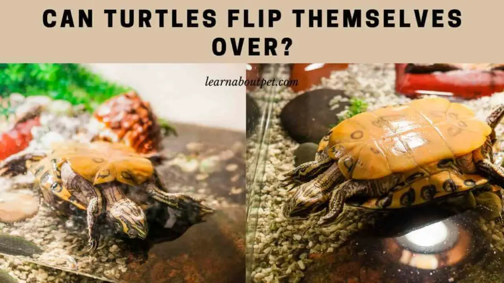 Can turtles flip themselves over
