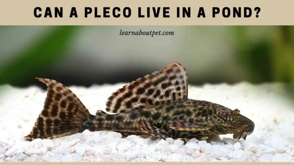 Can A Pleco Live In A Pond In The Winter