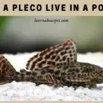 Can A Pleco Live In A Pond? (7 Interesting Facts)