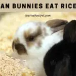 Can bunnies eat rice