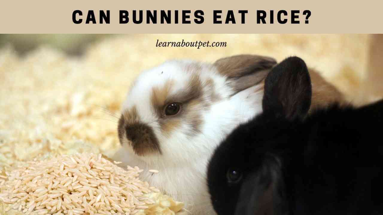 Can Bunnies Eat Rice? (9 Interesting Facts) 2023