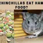 Can Chinchillas Eat Hamster Food? (7 Cool Diet Tips)