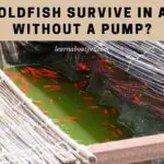 Can Goldfish Survive In A Pond Without A Pump? 7 Cool Facts