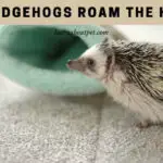 Can Hedgehogs Roam The House? (7 Interesting Facts)