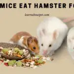 Can Mice Eat Hamster Food? (7 Cool Health Facts)