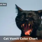 Cat Vomit Color Chart : 8 Unique Cat Vomit Colors