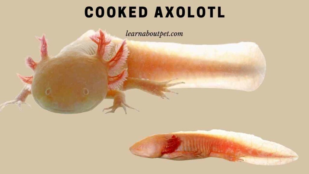 Cooked axolotl