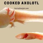 Cooked Axolotl