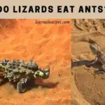 Do Lizards Eat Ants? (9 Interesting Lizard Facts)
