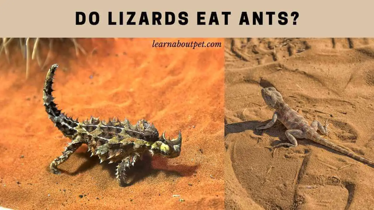 Do Lizards Eat Ants? (9 Interesting Lizard Facts) - 2023