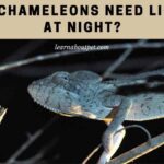 do chameleons need light at night