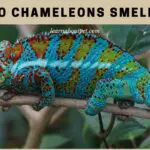 Do Chameleons Smell? (7 Interesting Facts)