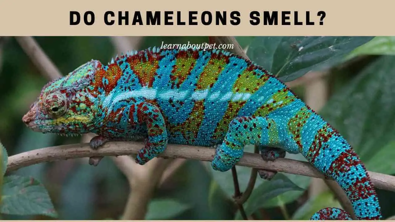 Do Chameleons Smell? (7 Interesting Facts) - 2022