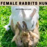 Do Female Rabbits Hump? (9 Interesting Facts)
