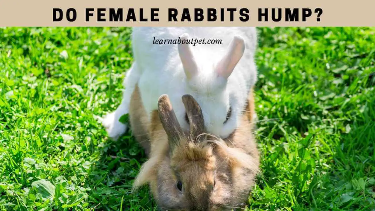 Do Female Rabbits Hump? (9 Interesting Facts) 2023