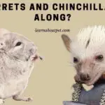 Do Ferrets And Chinchillas Get Along? (7 Cool Facts)